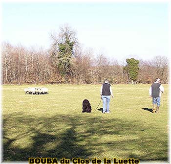 le bouvier des flandres et les moutons - Elevage du CLOS DE LA LUETTE - COPYRIGHT DEPOSE