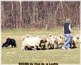 SITE WEB ELEVAGE DU CLOS DE LA LUETTE SPECIALISE POUR LE BOUVIER DES FLANDRES © COPYRIGHT DEPOSE