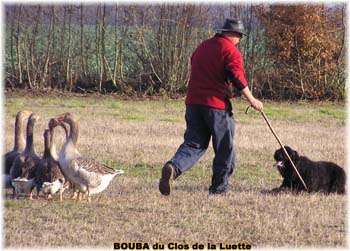 le bouvier des flandres et les oies - Elevage du CLOS DE LA LUETTE - COPYRIGHT DEPOSE