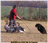 SITE WEB ELEVAGE DU CLOS DE LA LUETTE SPECIALISE POUR LE BOUVIER DES FLANDRES © COPYRIGHT DEPOSE