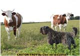 SITE WEB ELEVAGE DU CLOS DE LA LUETTE SPECIALISE POUR LE BOUVIER DES FLANDRES © COPYRIGHT DEPOSE