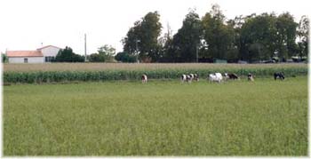 le bouvier des flandres et les vaches - Elevage du CLOS DE LA LUETTE - COPYRIGHT DEPOSE