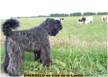 le bouvier des flandres et les vaches - Elevage du CLOS DE LA LUETTE - COPYRIGHT DEPOSE