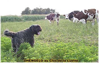 le bouvier des flandres et les vaches - Elevage du CLOS DE LA LUETTE - COPYRIGHT DEPOSE