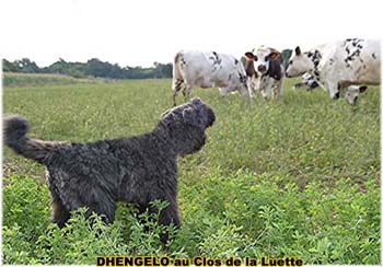 le bouvier des flandres et les vaches - Elevage du CLOS DE LA LUETTE - COPYRIGHT DEPOSE