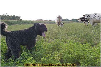 le bouvier des flandres et les vaches - Elevage du CLOS DE LA LUETTE - COPYRIGHT DEPOSE