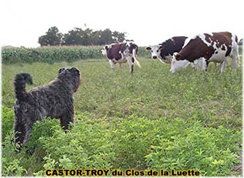 le bouvier des flandres et les vaches - Elevage du CLOS DE LA LUETTE - COPYRIGHT DEPOSE