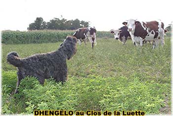 le bouvier des flandres et les vaches - Elevage du CLOS DE LA LUETTE - COPYRIGHT DEPOSE