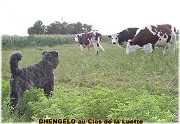 le bouvier des flandres et les vaches - Elevage du CLOS DE LA LUETTE - COPYRIGHT DEPOSE