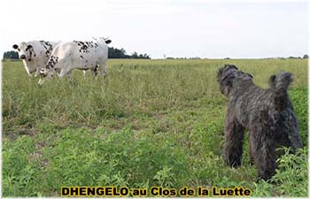 le bouvier des flandres et les vaches - Elevage du CLOS DE LA LUETTE - COPYRIGHT DEPOSE