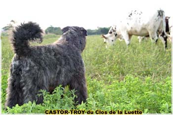 le bouvier des flandres et les vaches - Elevage du CLOS DE LA LUETTE - COPYRIGHT DEPOSE