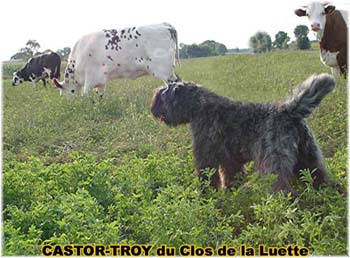 le bouvier des flandres et les vaches - Elevage du CLOS DE LA LUETTE - COPYRIGHT DEPOSE