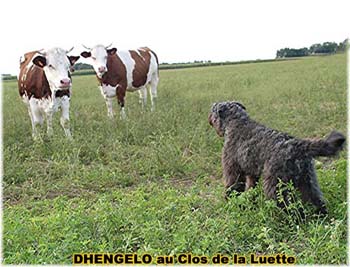 le bouvier des flandres et les vaches - Elevage du CLOS DE LA LUETTE - COPYRIGHT DEPOSE