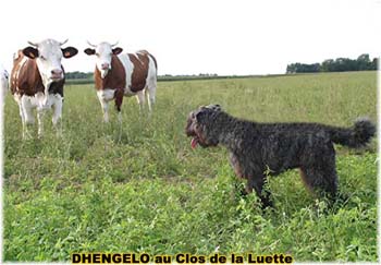 le bouvier des flandres et les vaches - Elevage du CLOS DE LA LUETTE - COPYRIGHT DEPOSE