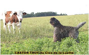 le bouvier des flandres et les vaches - Elevage du CLOS DE LA LUETTE - COPYRIGHT DEPOSE