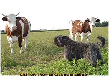 le bouvier des flandres et les vaches - Elevage du CLOS DE LA LUETTE - COPYRIGHT DEPOSE