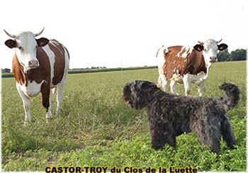 le bouvier des flandres et les vaches - Elevage du CLOS DE LA LUETTE - COPYRIGHT DEPOSE