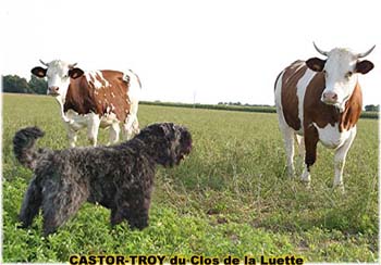 le bouvier des flandres et les vaches - Elevage du CLOS DE LA LUETTE - COPYRIGHT DEPOSE