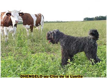 le bouvier des flandres et les vaches - Elevage du CLOS DE LA LUETTE - COPYRIGHT DEPOSE