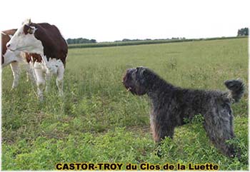 le bouvier des flandres et les vaches - Elevage du CLOS DE LA LUETTE - COPYRIGHT DEPOSE