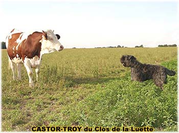 le bouvier des flandres et les vaches - Elevage du CLOS DE LA LUETTE - COPYRIGHT DEPOSE