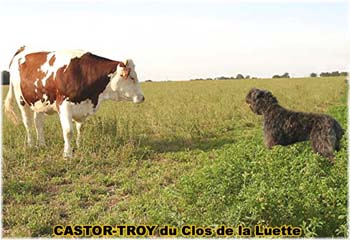 le bouvier des flandres et les vaches - Elevage du CLOS DE LA LUETTE - COPYRIGHT DEPOSE