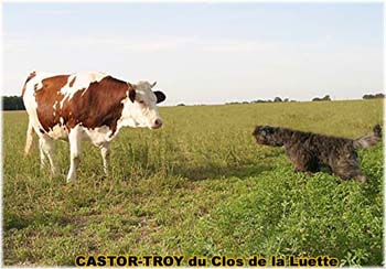 le bouvier des flandres et les vaches - Elevage du CLOS DE LA LUETTE - COPYRIGHT DEPOSE