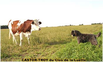 le bouvier des flandres et les vaches - Elevage du CLOS DE LA LUETTE - COPYRIGHT DEPOSE