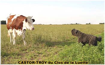 le bouvier des flandres et les vaches - Elevage du CLOS DE LA LUETTE - COPYRIGHT DEPOSE