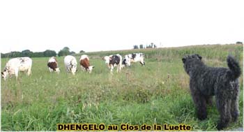 le bouvier des flandres et les vaches - Elevage du CLOS DE LA LUETTE - COPYRIGHT DEPOSE