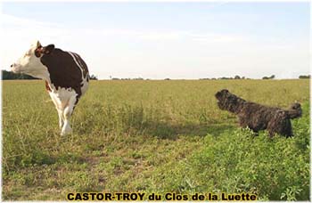 le bouvier des flandres et les vaches - Elevage du CLOS DE LA LUETTE - COPYRIGHT DEPOSE