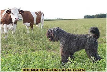 le bouvier des flandres et les vaches - Elevage du CLOS DE LA LUETTE - COPYRIGHT DEPOSE