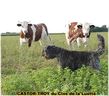 le bouvier des flandres et les vaches - Elevage du CLOS DE LA LUETTE - COPYRIGHT DEPOSE