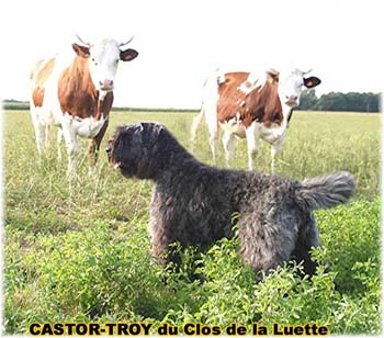 le bouvier des flandres et les vaches - Elevage du CLOS DE LA LUETTE - COPYRIGHT DEPOSE