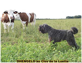 le bouvier des flandres et les vaches - Elevage du CLOS DE LA LUETTE - COPYRIGHT DEPOSE