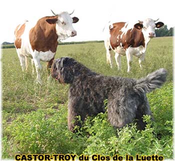 le bouvier des flandres et les vaches - Elevage du CLOS DE LA LUETTE - COPYRIGHT DEPOSE