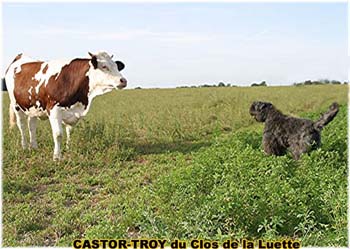 le bouvier des flandres et les vaches - Elevage du CLOS DE LA LUETTE - COPYRIGHT DEPOSE