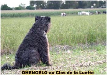 le bouvier des flandres et les vaches - Elevage du CLOS DE LA LUETTE - COPYRIGHT DEPOSE