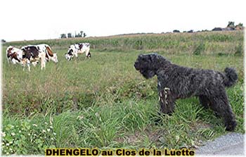 le bouvier des flandres et les vaches - Elevage du CLOS DE LA LUETTE - COPYRIGHT DEPOSE