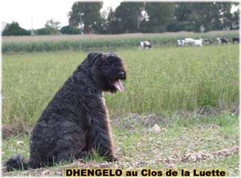 le bouvier des flandres et les vaches - Elevage du CLOS DE LA LUETTE - COPYRIGHT DEPOSE