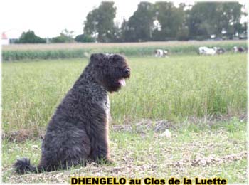 le bouvier des flandres et les vaches - Elevage du CLOS DE LA LUETTE - COPYRIGHT DEPOSE