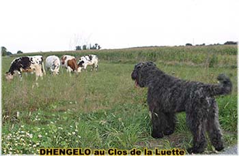 le bouvier des flandres et les vaches - Elevage du CLOS DE LA LUETTE - COPYRIGHT DEPOSE