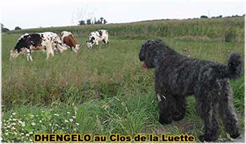 le bouvier des flandres et les vaches - Elevage du CLOS DE LA LUETTE - COPYRIGHT DEPOSE