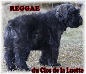 Elevage du CLOS DE LA LUETTE - COPYRIGHT DEPOSE