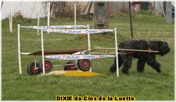 Bouvier des Flandres copyright Elevage du Clos de la Luette