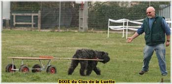 Bouvier des Flandres copyright Elevage du Clos de la Luette