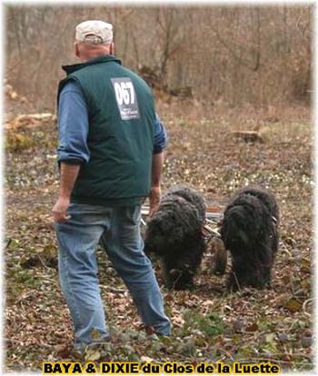 Bouvier des Flandres copyright Elevage du Clos de la Luette