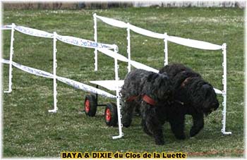 Bouvier des Flandres copyright Elevage du Clos de la Luette