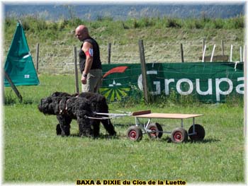 Bouvier des Flandres copyright Elevage du Clos de la Luette