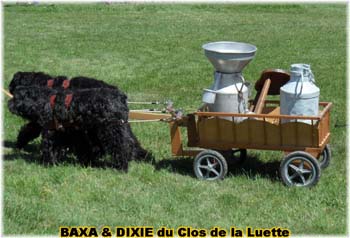 Bouvier des Flandres copyright Elevage du Clos de la Luette